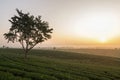 Choui Fong Tea field when sunrise