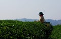 Choui Fong Tea Picker Royalty Free Stock Photo