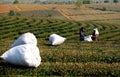 Choui Fong Tea Pickers and Pineapples