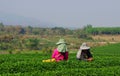 Choui Fong Tea Pickers