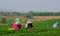 Choui Fong Tea Pickers Royalty Free Stock Photo