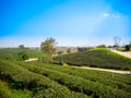 Choui Fong, Tea Plantation with Blue Sky