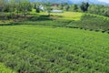 Choui Fong tea plantation and blue sky. Chiangrai, Thailand Royalty Free Stock Photo