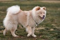 Chow chow Royalty Free Stock Photo