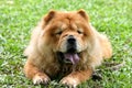 Chow chow