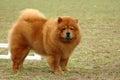 Chow Chow Royalty Free Stock Photo