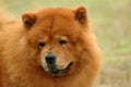 Chow Chow Royalty Free Stock Photo