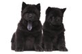 Chow-chow black puppies Royalty Free Stock Photo