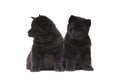 Chow-chow black puppies Royalty Free Stock Photo