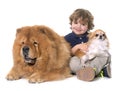Chow chow, chihuahua and little boy