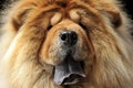 Chow chow close-up in a dark background