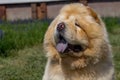 Chow-chow close-up, stick out the tongue