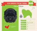 Chow Chow Dog breed infographics set. Royalty Free Stock Photo