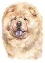 Water colour painting portrait of Chow Chow 159 Royalty Free Stock Photo