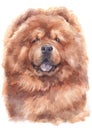 Water colour painting portrait of Chow Chow 161 Royalty Free Stock Photo