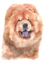 Water colour painting portrait of Chow Chow 162 Royalty Free Stock Photo
