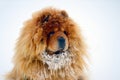 Chow Chow Dog Dina on white snow Royalty Free Stock Photo