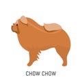 Chow chow. Dog, flat icon. Isolated on white background.