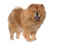 Chow chow dog Royalty Free Stock Photo