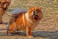 Handler and his Chow Chow dogs