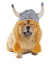 Chow-chow dog with viking hat Royalty Free Stock Photo