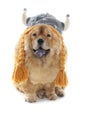 Chow-chow dog with viking hat