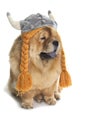 Chow-chow dog with viking hat Royalty Free Stock Photo