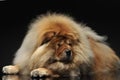 Chow Chow lying and looking down in a dark studio