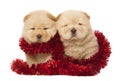 Chow-chow puppies