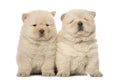 Chow-chow puppies Royalty Free Stock Photo