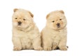 Chow-chow puppies Royalty Free Stock Photo