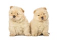 Chow-chow puppies