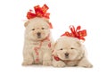 Chow-chow puppies with big red bows Royalty Free Stock Photo