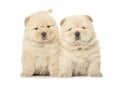 Chow-chow puppies Royalty Free Stock Photo