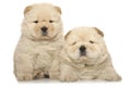 Chow-chow puppies
