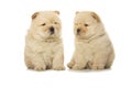 Chow-chow puppies Royalty Free Stock Photo