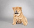 Chow chow puppy portrait Royalty Free Stock Photo