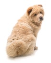 Chow-chow puppy sitting from back look back