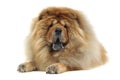 Chow chow relaxing in a white background studio Royalty Free Stock Photo