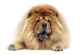 Chow chow relaxing in the white studio