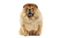 Chow chow sitting in a white studio floor