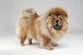 Chow chow staying in the white studio