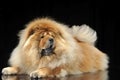 Chow chow studio shoot in a dark background with a shiny floor Royalty Free Stock Photo