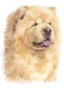 Water colour painting portrait of Chow Chow 156 Royalty Free Stock Photo