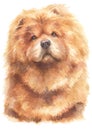 Water colour painting portrait of Chow Chow 158 Royalty Free Stock Photo