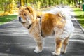 Chow Chow dog breed in park