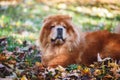 Chow chow dog lying obediently in autumn forest
