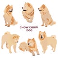 Cream chow chow dog breed. Cute pet dog animal set, vector illustration