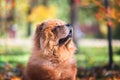 Chow Chow dog sitting on the ground and looking to the owner