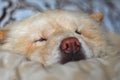 Chow-chow dog is sleeping on the bed, close-up Royalty Free Stock Photo
